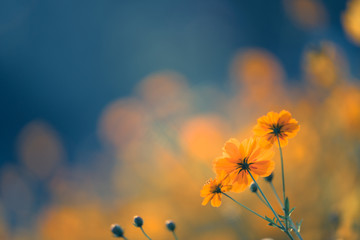 关于专注成功的事例