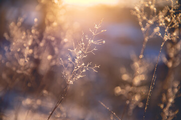 送你两本关于植物的书
