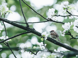 狐狸英文怎么读